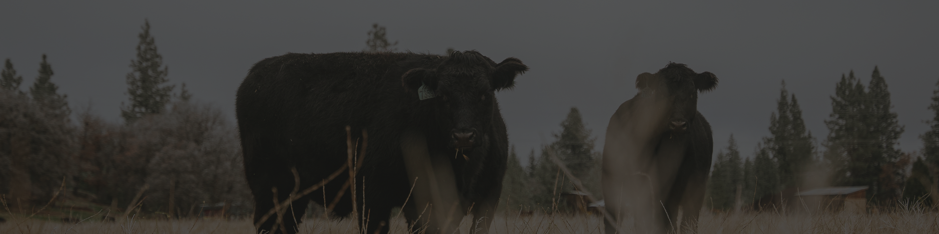 Embracing Ethical Pig Farming: A Journey Towards Sustainable Agriculture