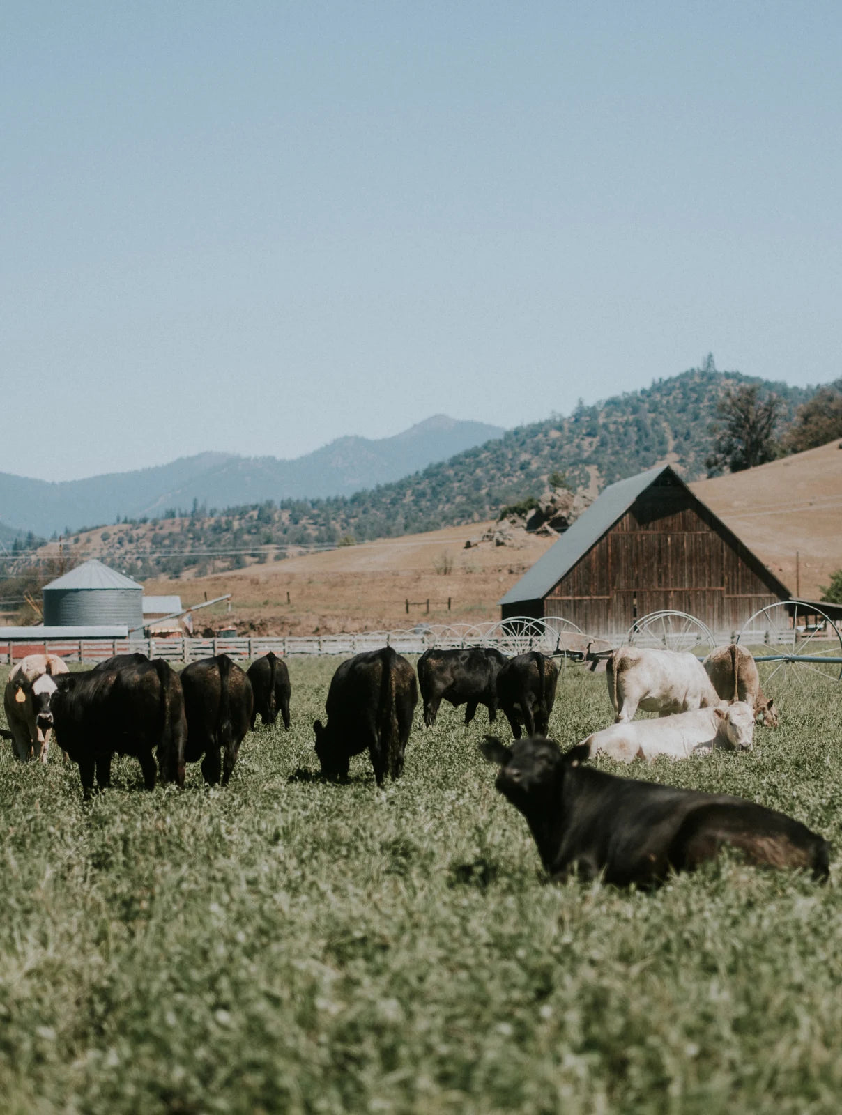Cattle resting on pasture near the farm barn