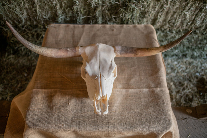 Scottish Highland Skull Horns, Euro Mount
