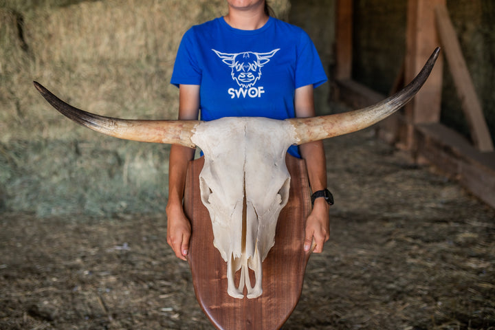 Scottish Highland Skull Horns, Euro Mount