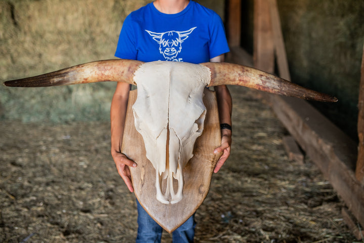 Scottish Highland Skull Horns, Euro Mount