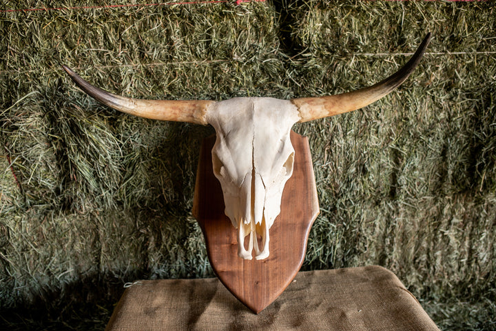 Scottish Highland Skull Horns, Euro Mount