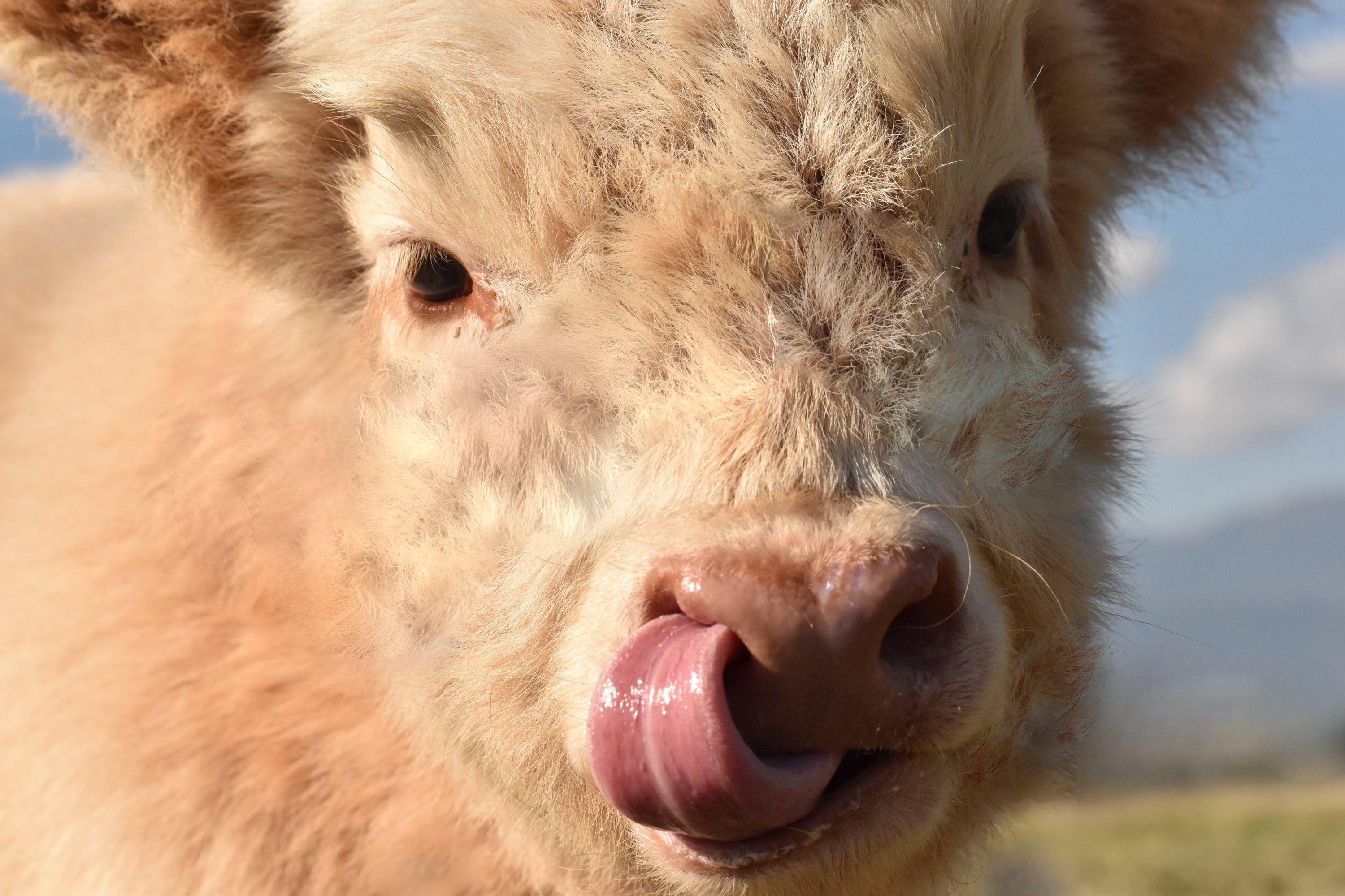 Fluffy Cow Club