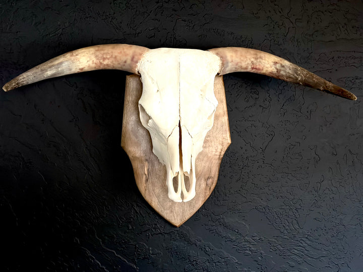 Scottish Highland Skull Horns, Euro Mount