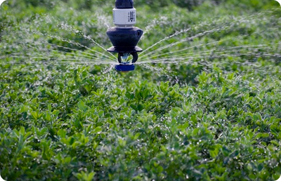 COVER CROPS