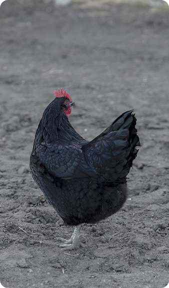 PASTURE-RAISED CHICKEN