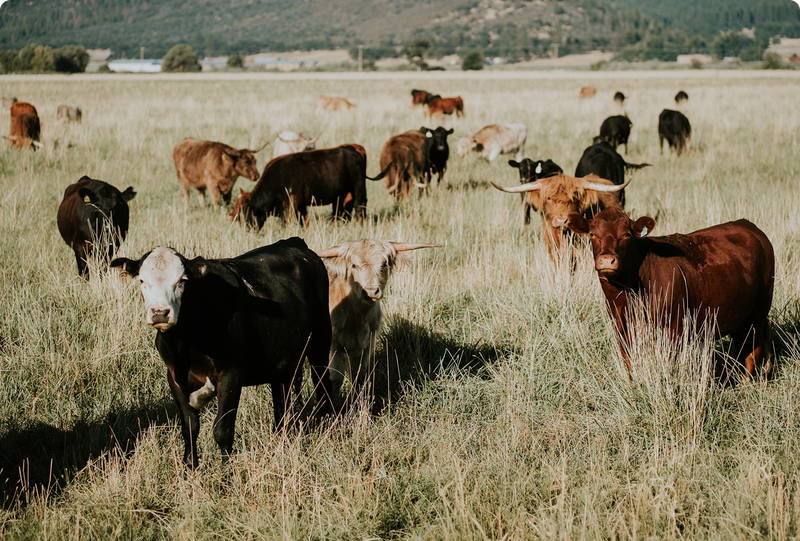 Regenerative Education