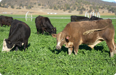 ROTATIONAL GRAZING