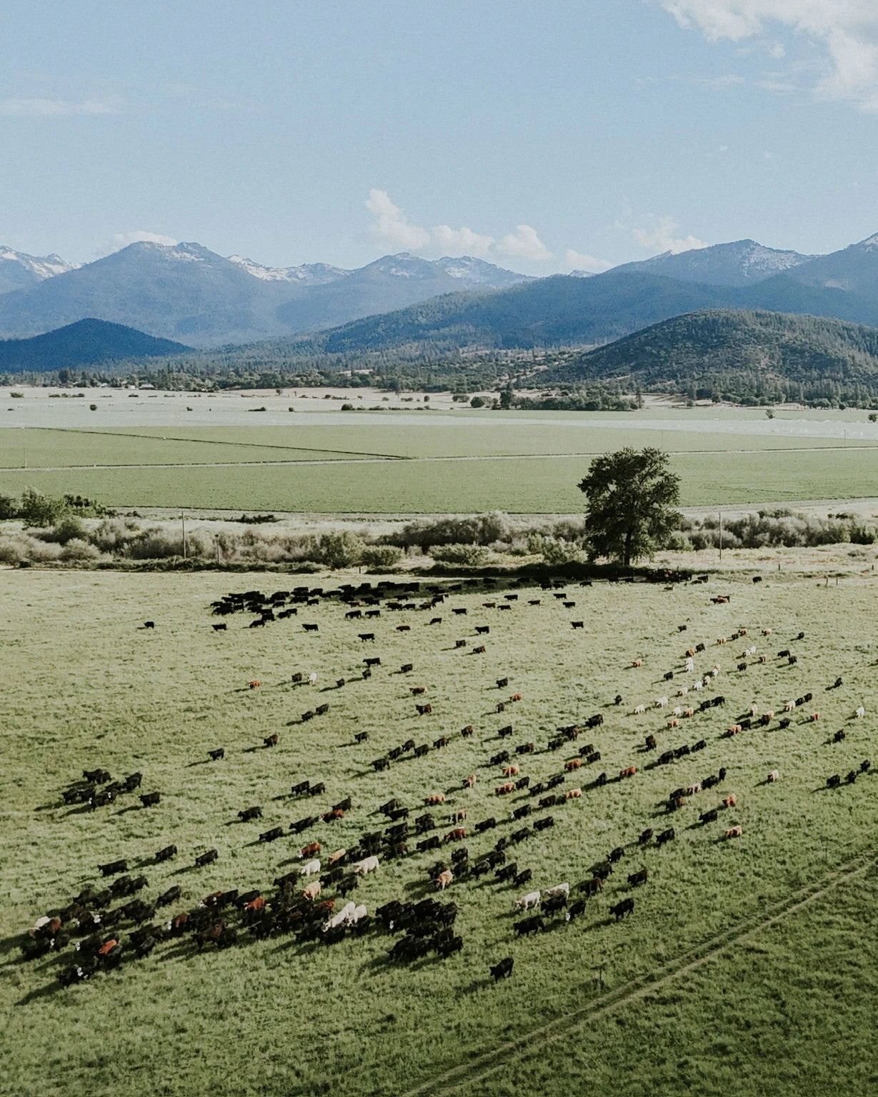 StarWalker pastures beneath the Northern California mountains