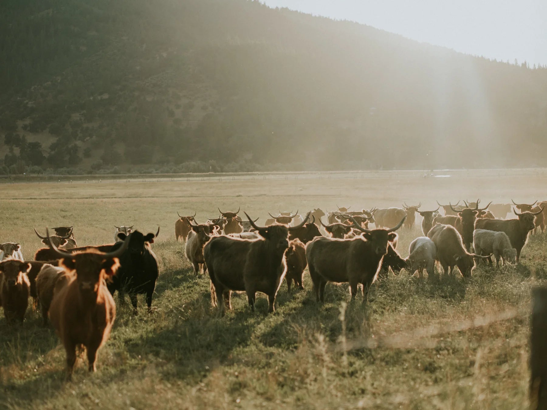 StarWalker cattle on pasture in Northern California