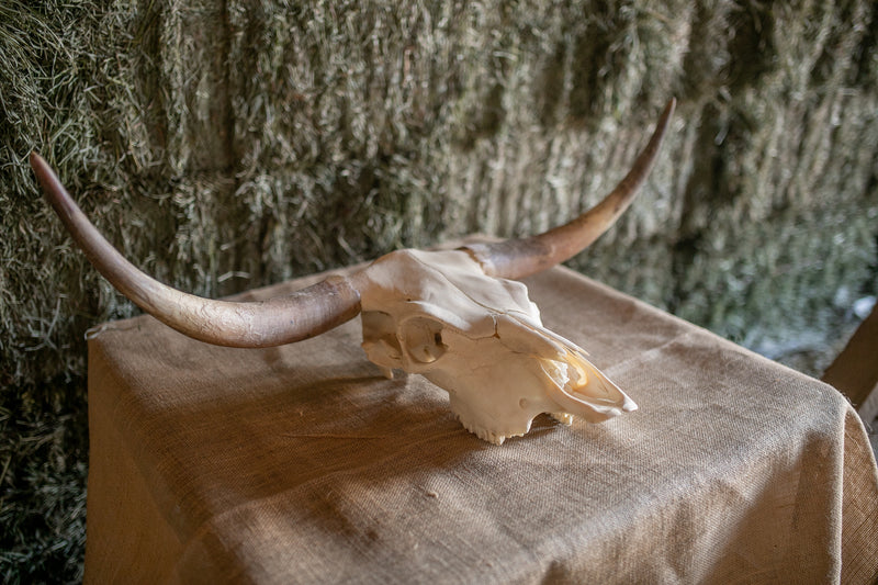 Scottish Highland Skull Horns, Euro Mount