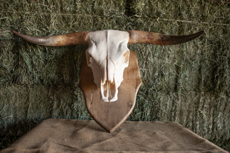 Scottish Highland Skull Horns, Euro Mount