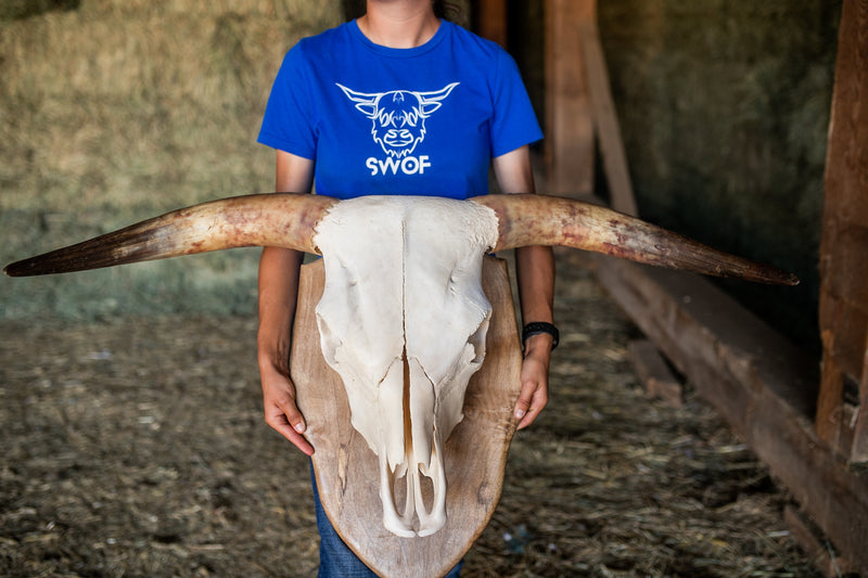 Scottish Highland Skull Horns, Euro Mount