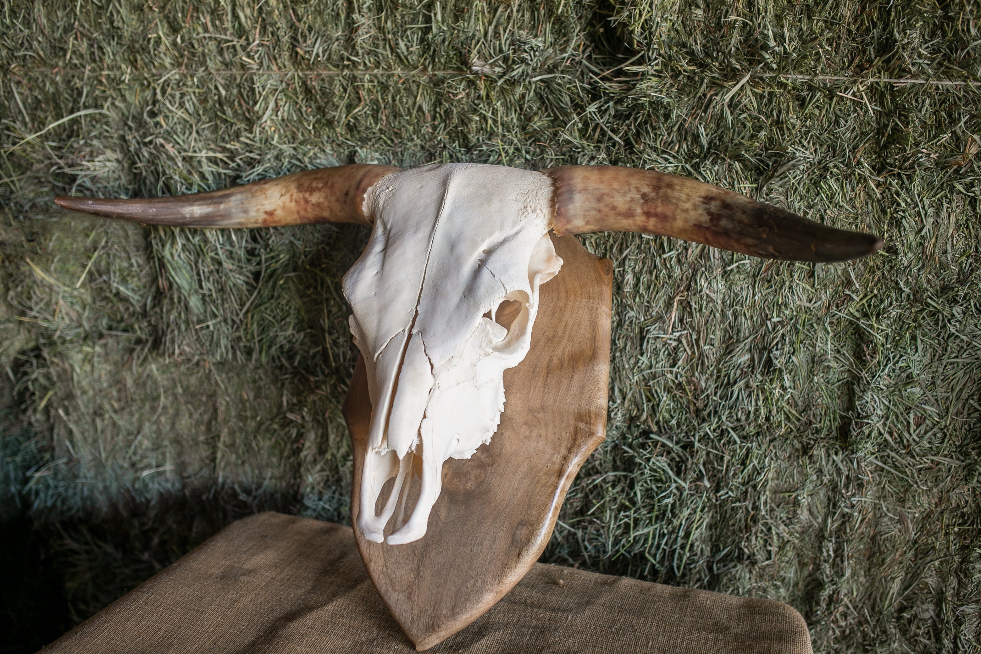 Scottish Highland Skull Horns, Euro Mount